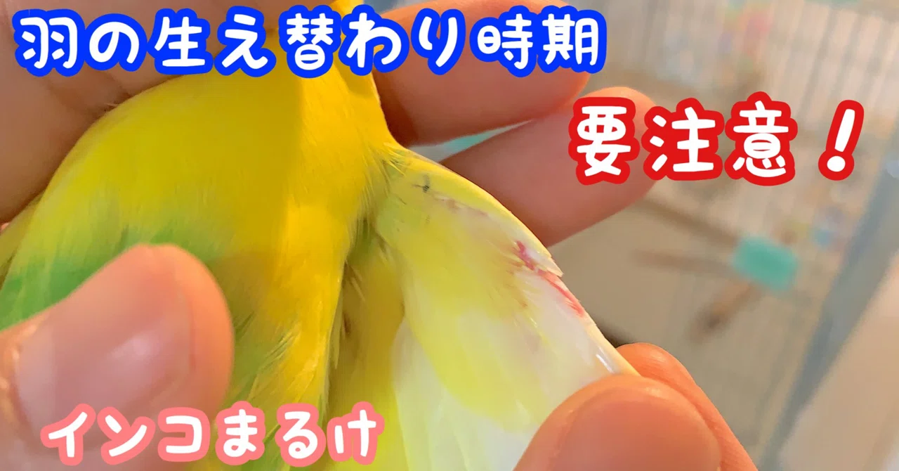 新しい羽が生えてきた時 換羽期 気を付けている事 インコまるけ Note 新しい羽が生えてきた時 換羽期 気を付けている事 インコまるけ Note
