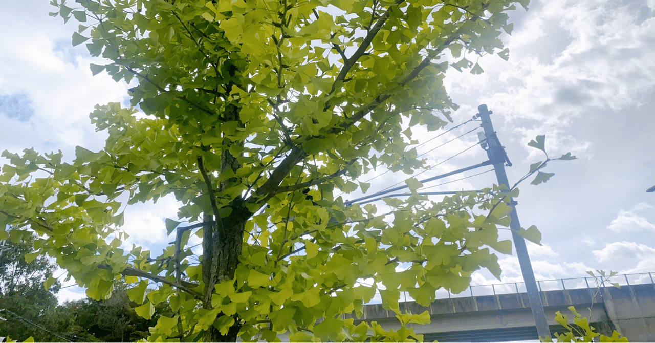 銀杏 イチョウ こん Note 銀杏 イチョウ こん Note