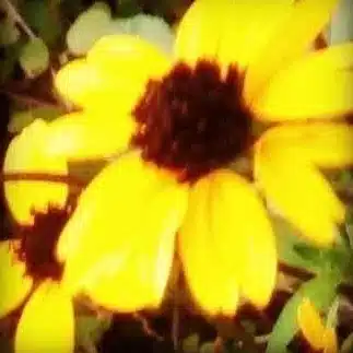 あさき