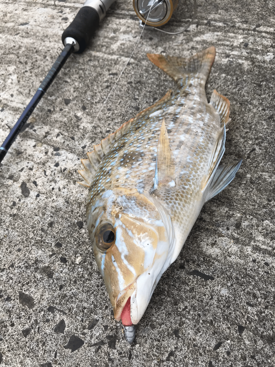 魚界の青い彗星 タマン アズナブル 釣り 山阿呆の大学生 Note