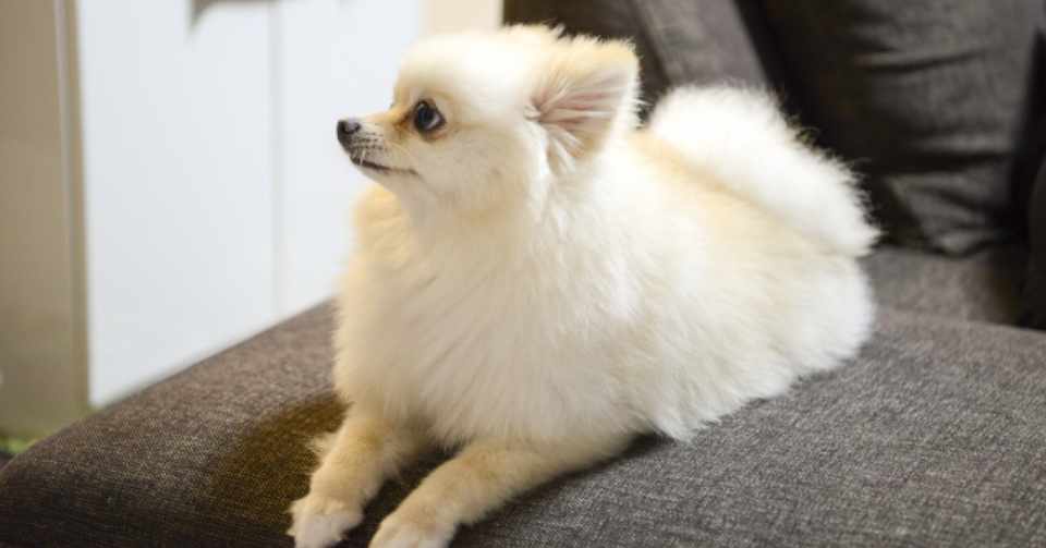 犬嫁 400字小説 日常のソクラテス Note