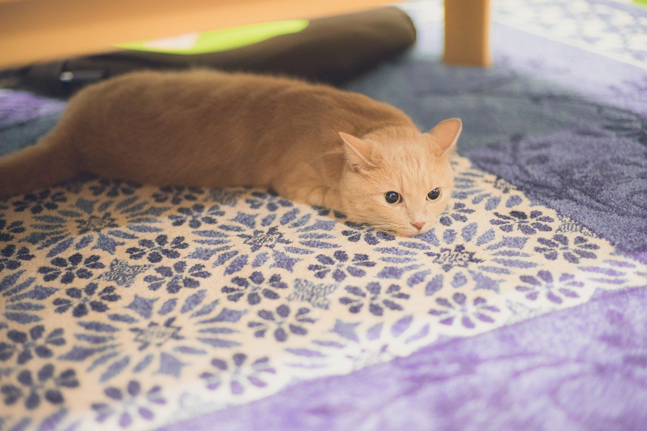 ほんじつのツチノコ Ryosuke ねこ絵本 Note