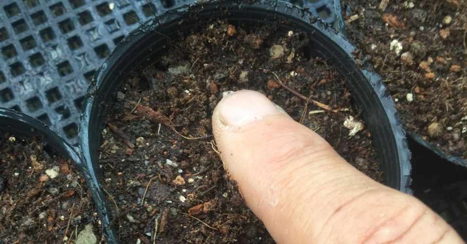 命のスイッチオン ハーブの種まきその1 Sunshine Farm Okinawa Note