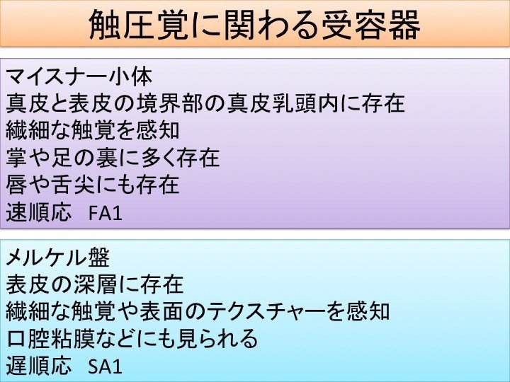 触圧覚に関わる受容器①