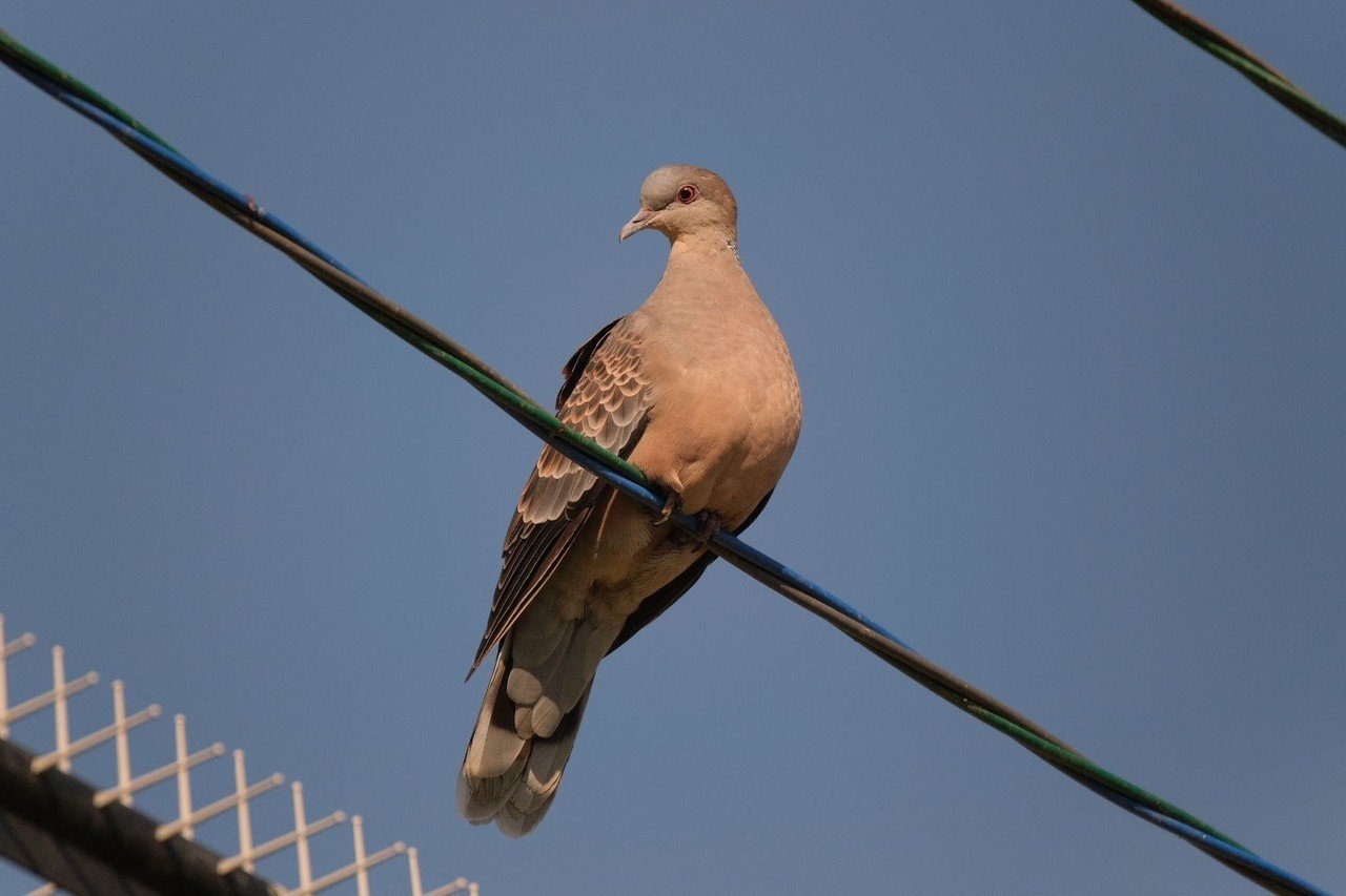 間違えられてしまった鳥 ブッポウソウとコノハズク 信州大学自然科学館 Note 間違えられてしまった鳥 ブッポウソウとコノハズク 信州大学自然科学館 Note