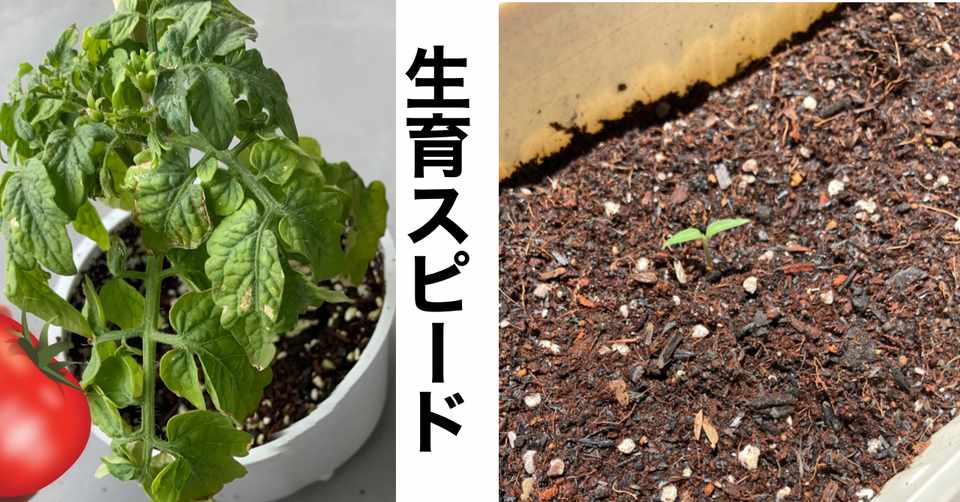 Day21 環境による差 プランターと小さいカップで ニンジン 日記 Note