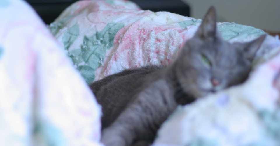 愛猫が生還した日 熱中症 脳炎 痙攣 心臓発作 呼吸発作 血栓麻痺 自宅ケアその5日間の記録 Dateman Fx伝道師 Note
