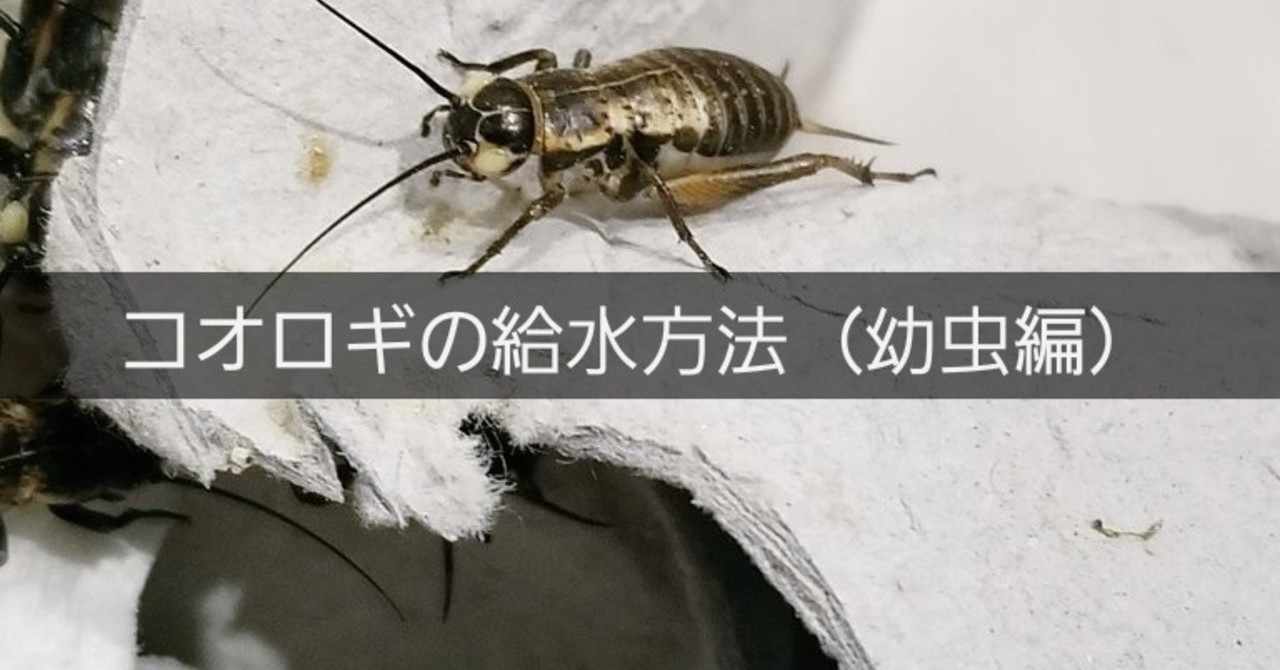 コオロギ の新着タグ記事一覧 Note つくる つながる とどける