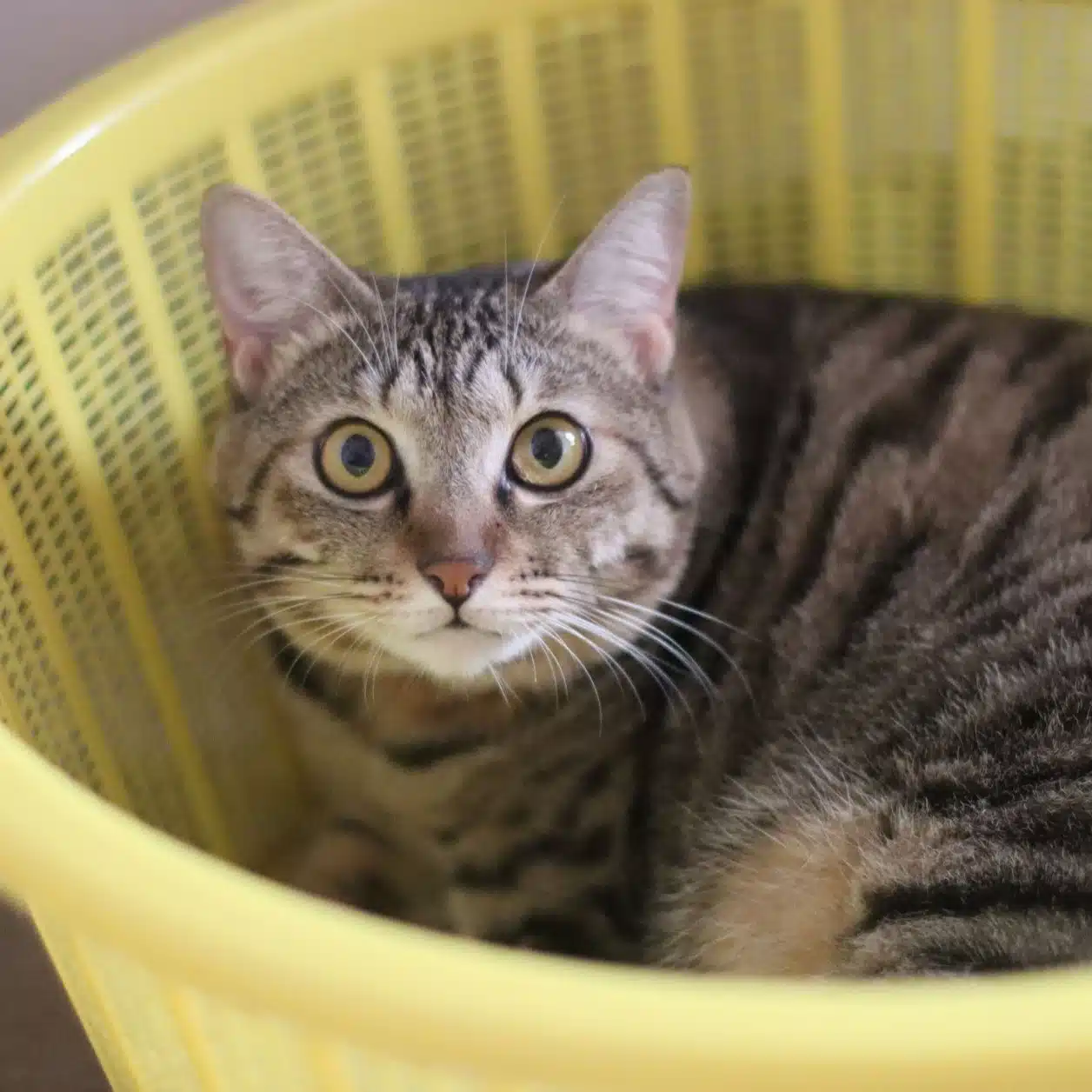 紅＝猫の瞳に恋する執事　Ti amo♡　＃キジトラ　＃note　＃小説　＃エッセイ　＃猫がいる幸せ