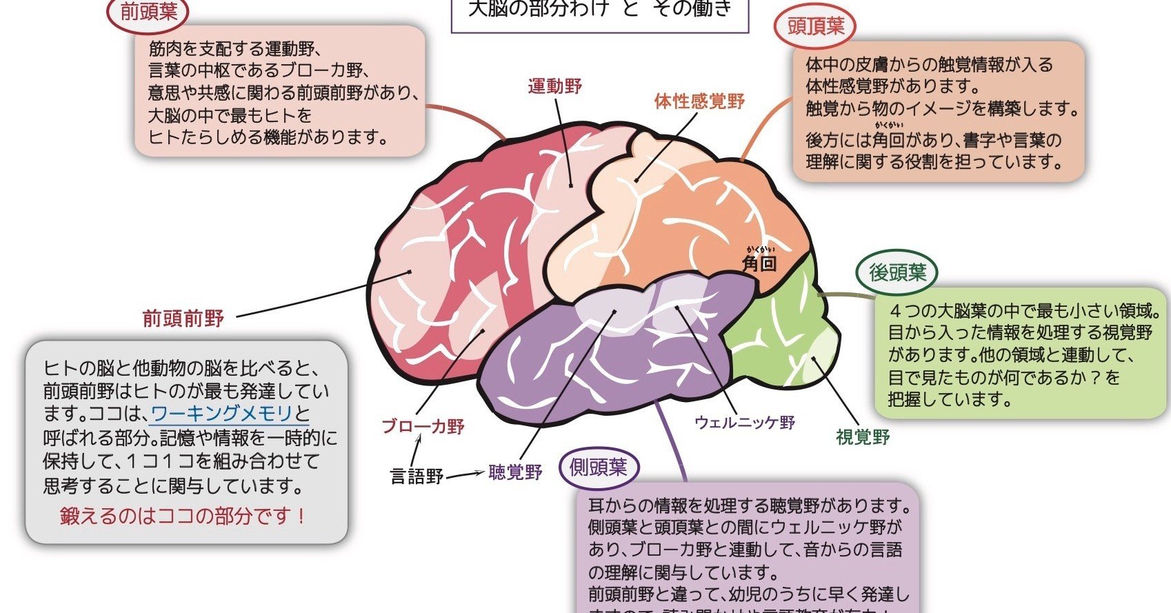 神経と筋肉の繋ぎ目｜街中なのに やまおくさん⁈