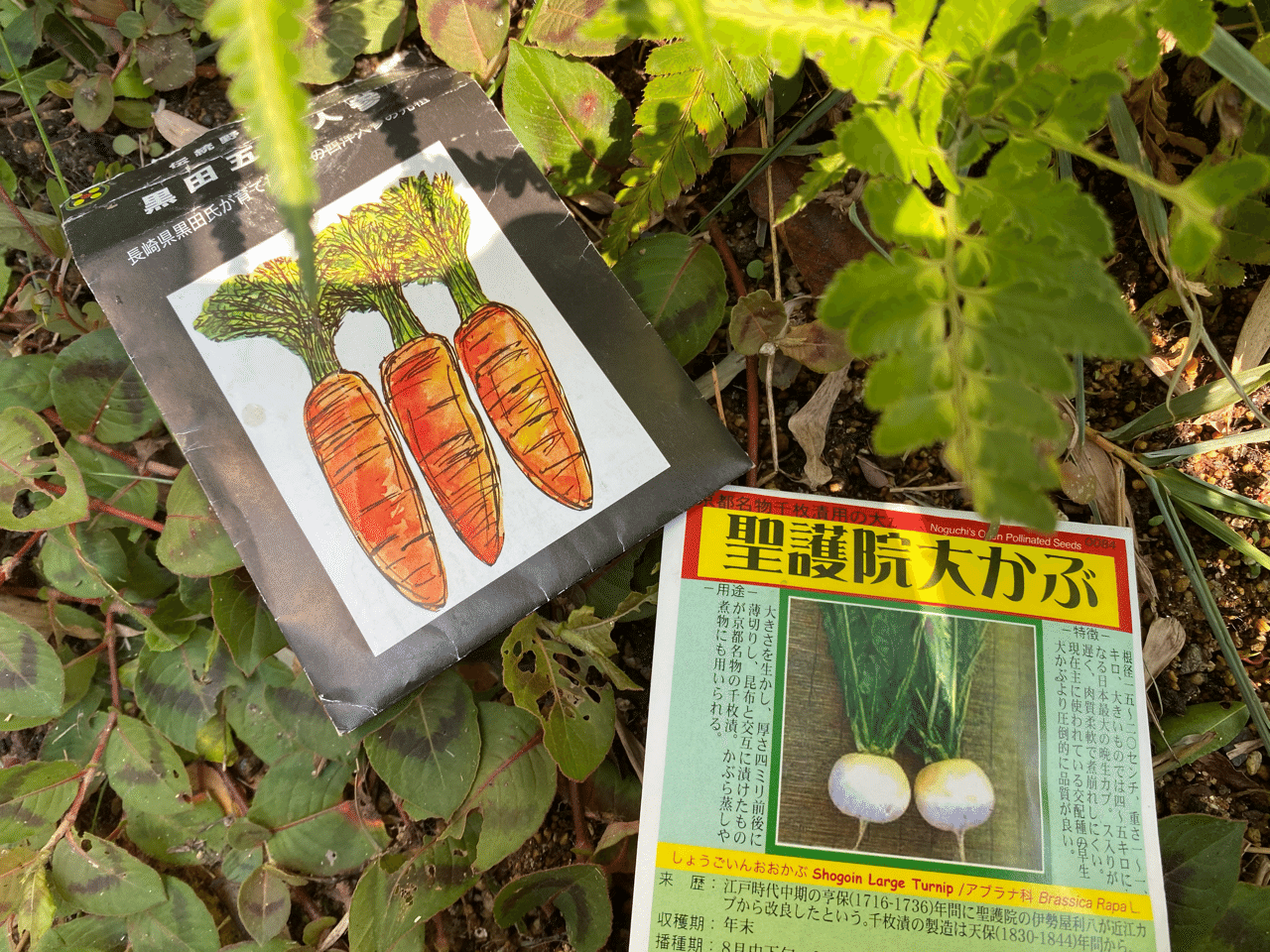 Vol 38 秋野菜の種まき 第一弾 ころの庭自然菜園ーハーブやアロマもー Note Vol 38 秋野菜の種まき 第一弾 ころの庭自然菜園ーハーブやアロマもー Note