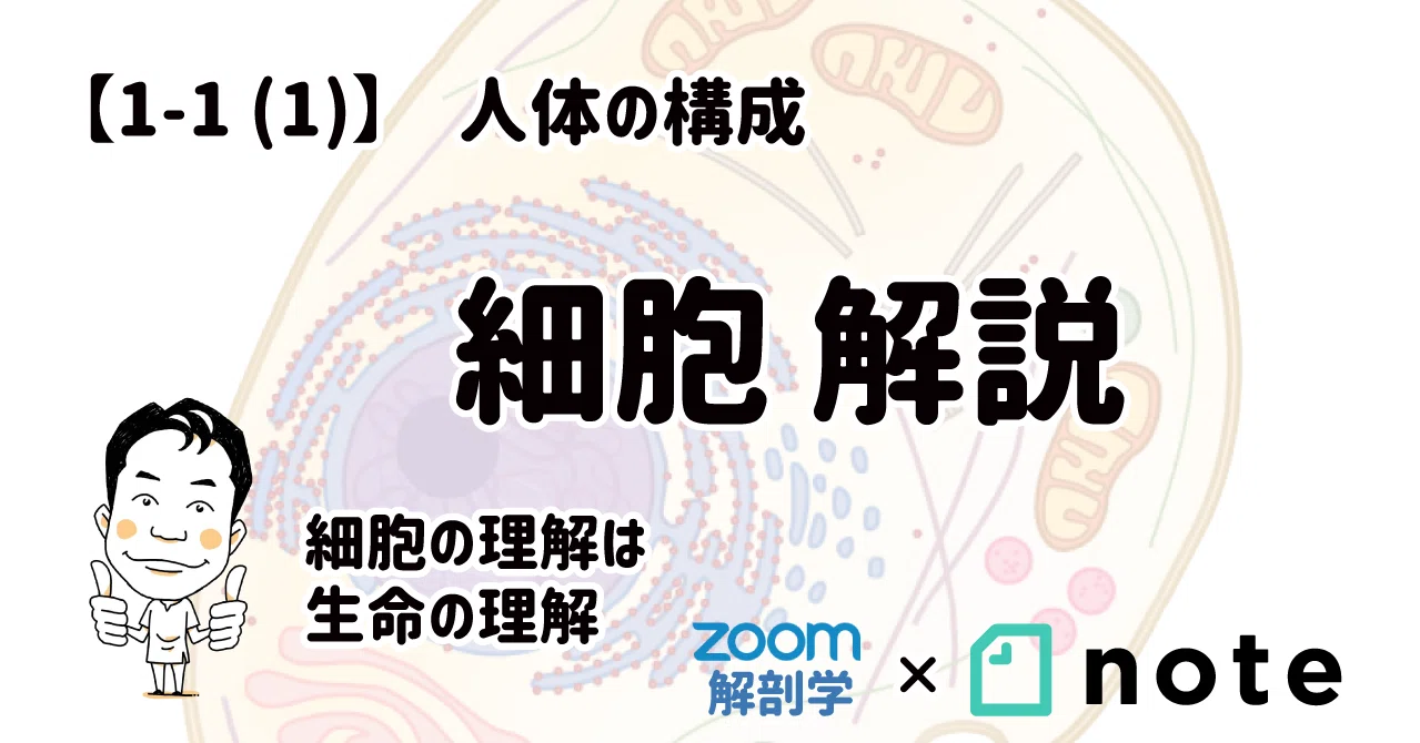 1 1 1 細胞 解説 黒澤一弘 Note