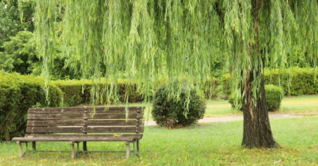 わたし ひまわりじゃなくて しだれ柳なんだって なかざわまり Note