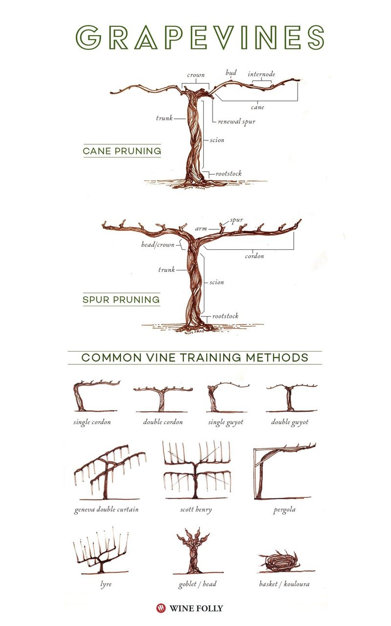 Vineyard Management 剪定 Ayaky 英語でワインを学んでみよう Note