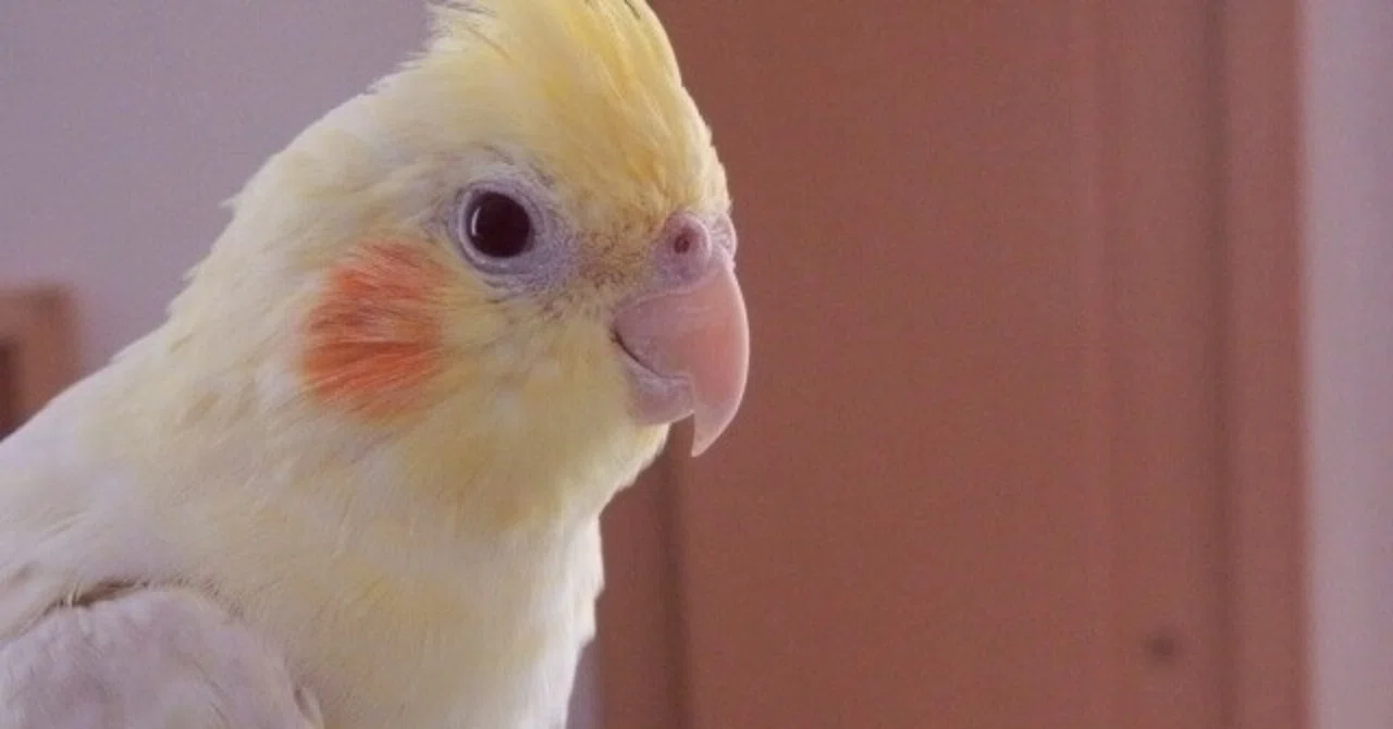 オカメインコのキラくんが歌をド忘れしてしまった時の誤魔化し方がかわいくて笑える ゆえ ゆるダイエット実践中 Note