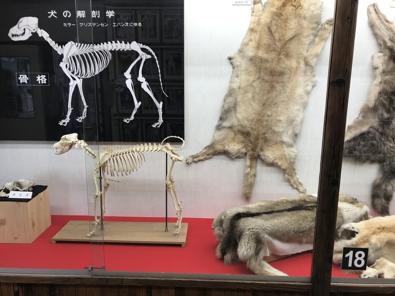 自分の趣味をラノベ風に書いてみたら 第7回 ゼロから始める秋田犬生活 Kkベストセラーズ 自分の趣味をラノベ風に書いてみたら 第7回 ゼロから始める秋田犬生活 Kkベストセラーズ
