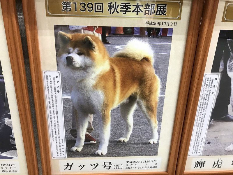自分の趣味をラノベ風に書いてみたら 第7回 ゼロから始める秋田犬生活 Kkベストセラーズ 自分の趣味をラノベ風に書いてみたら 第7回 ゼロから始める秋田犬生活 Kkベストセラーズ