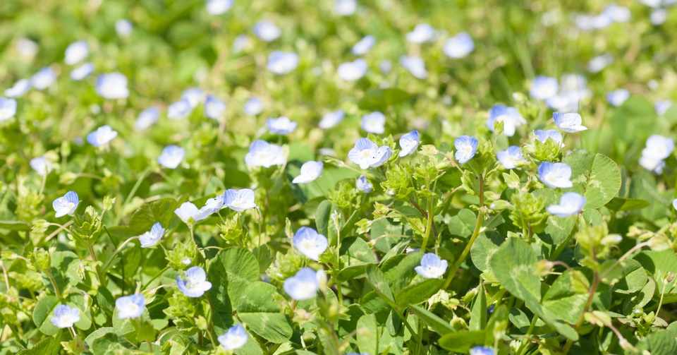 麒麟が来るの放送の話題をツイッターで見た夫婦の会話 くろまる Note