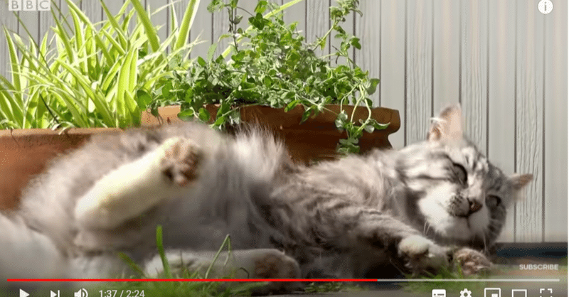【2分リスニング＆クイズ】猫とキャットニップ　BBC Earth