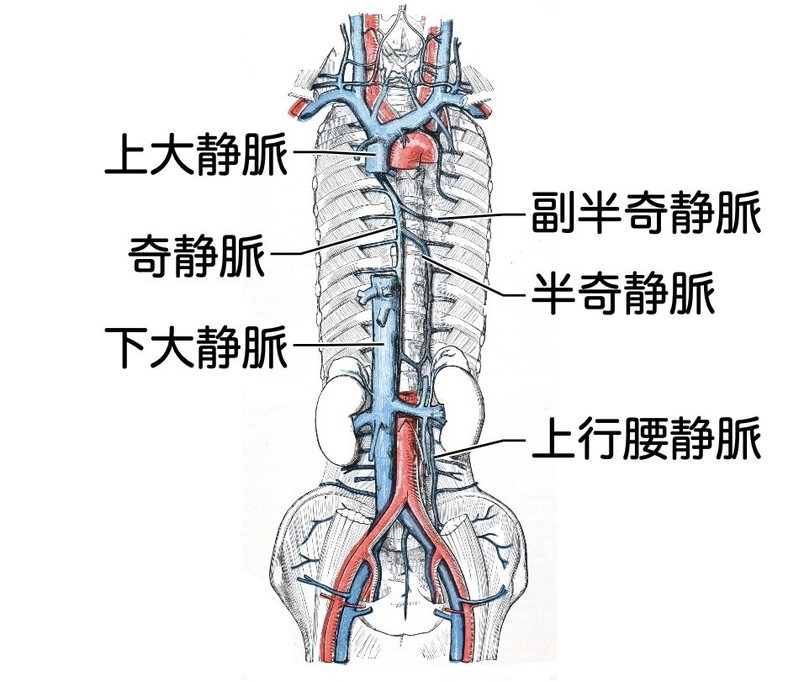 【徹底的国試対策】2-4 循環器系 - 静脈系.056