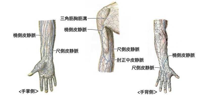2 4 2 循環器系 静脈系 一問一答 黒澤一弘 Note 2 4 2 循環器系 静脈系 一問一答 黒澤一弘 Note