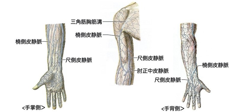 【徹底的国試対策】2-4 循環器系 - 静脈系.060