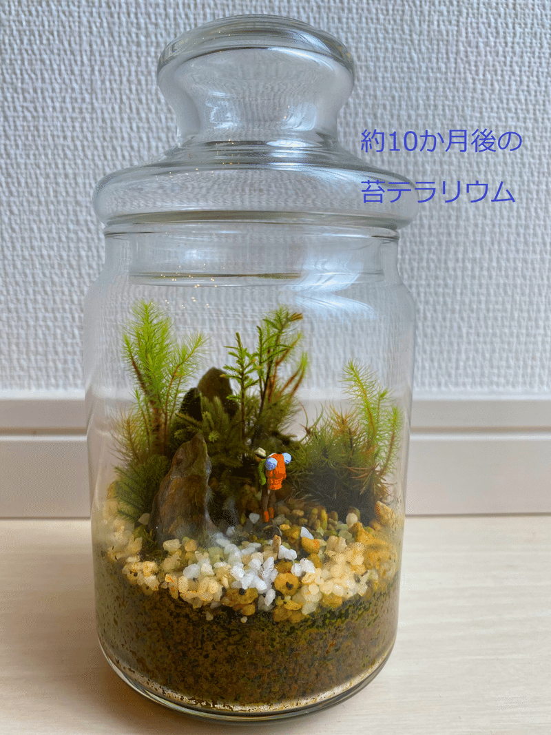 初心者の苔テラリウムの話 好きなところとカビで植え替えたこと すぐの Note