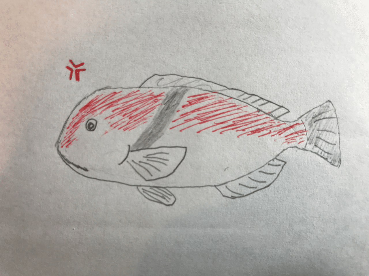 イライライライラした魚 イラ 釣り 山阿呆の大学生 Note