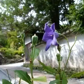 こまり。
