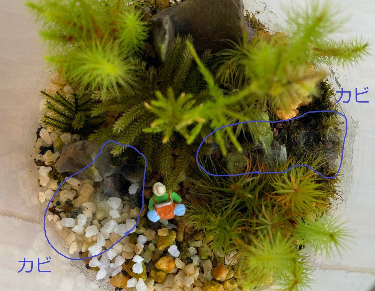 初心者の苔テラリウムの話 好きなところとカビで植え替えたこと すぐの Note 初心者の苔テラリウムの話 好きなところとカビで植え替えたこと すぐの Note