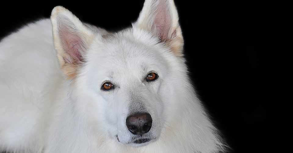 90 神聖な白い大きな犬 胡蝶 Note
