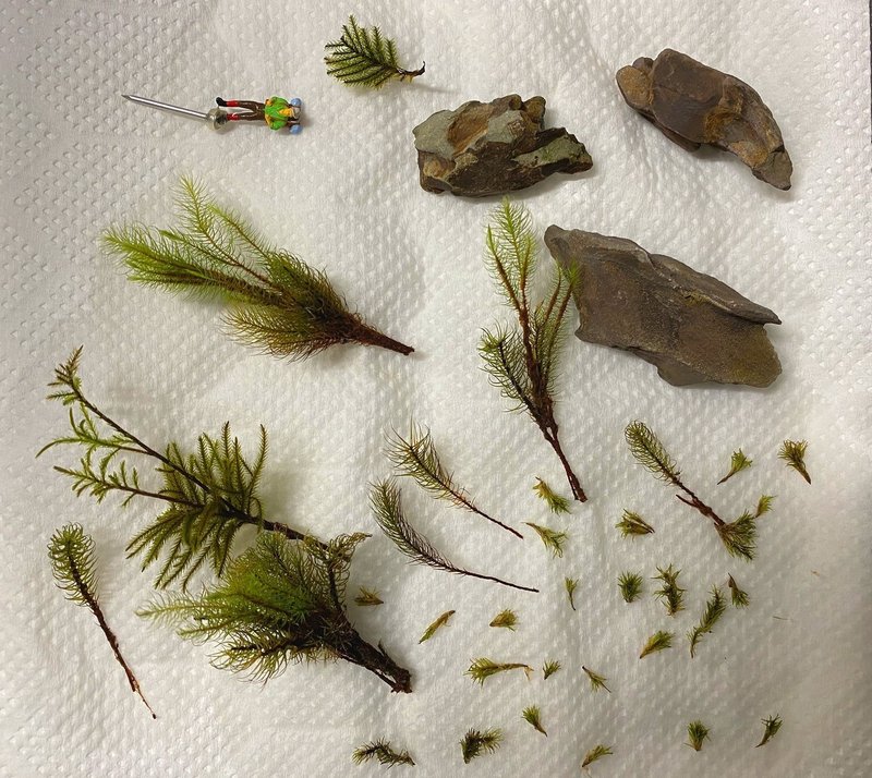 初心者の苔テラリウムの話 好きなところとカビで植え替えたこと すぐの Note