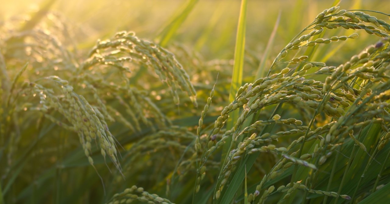 こうべの垂れてきた夕方の稲穂を撮ってきた 国島丈生 Note こうべの垂れてきた夕方の稲穂を撮ってきた 国島丈生 Note