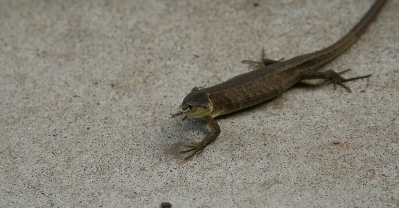 ラッキージンクス の新着タグ記事一覧 Note つくる つながる とどける ラッキージンクス の新着タグ記事一覧 Note つくる つながる とどける