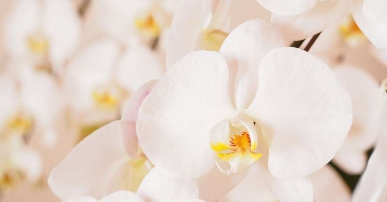 就任祝いや昇進祝で贈るなら 四の五の言わずに胡蝶蘭が断然おすすめ あろき Note