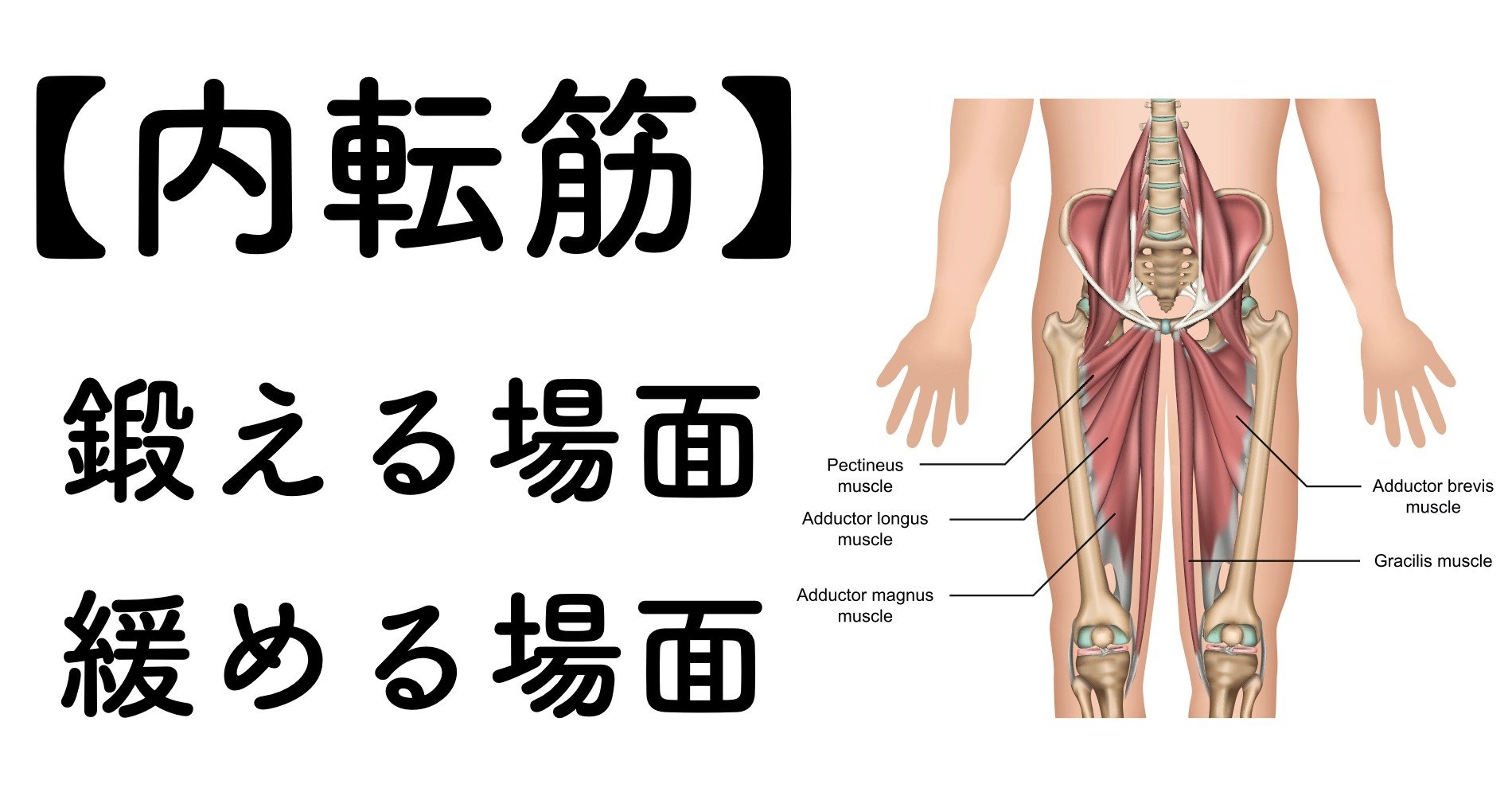 股関節内転筋を 鍛える場面 と 緩める場面 薬師寺 偲 Shinobu Yakushiji Note 股関節内転筋を 鍛える場面 と 緩める場面 薬師寺 偲 Shinobu Yakushiji Note