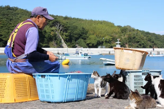 猫の小言】東南アジア・タイで、とうとう私の時代が来たのにゃ。｜日本
