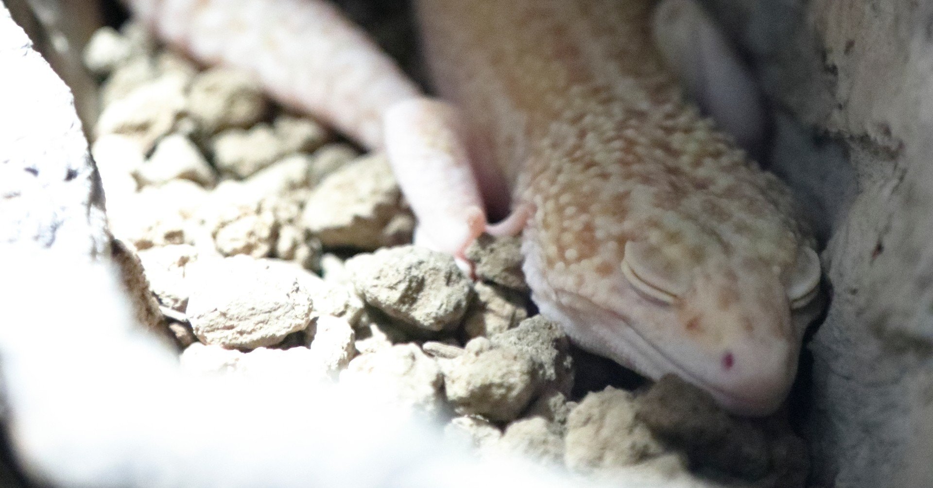 レオパお迎え計画 みはら まりも Note レオパお迎え計画 みはら まりも Note