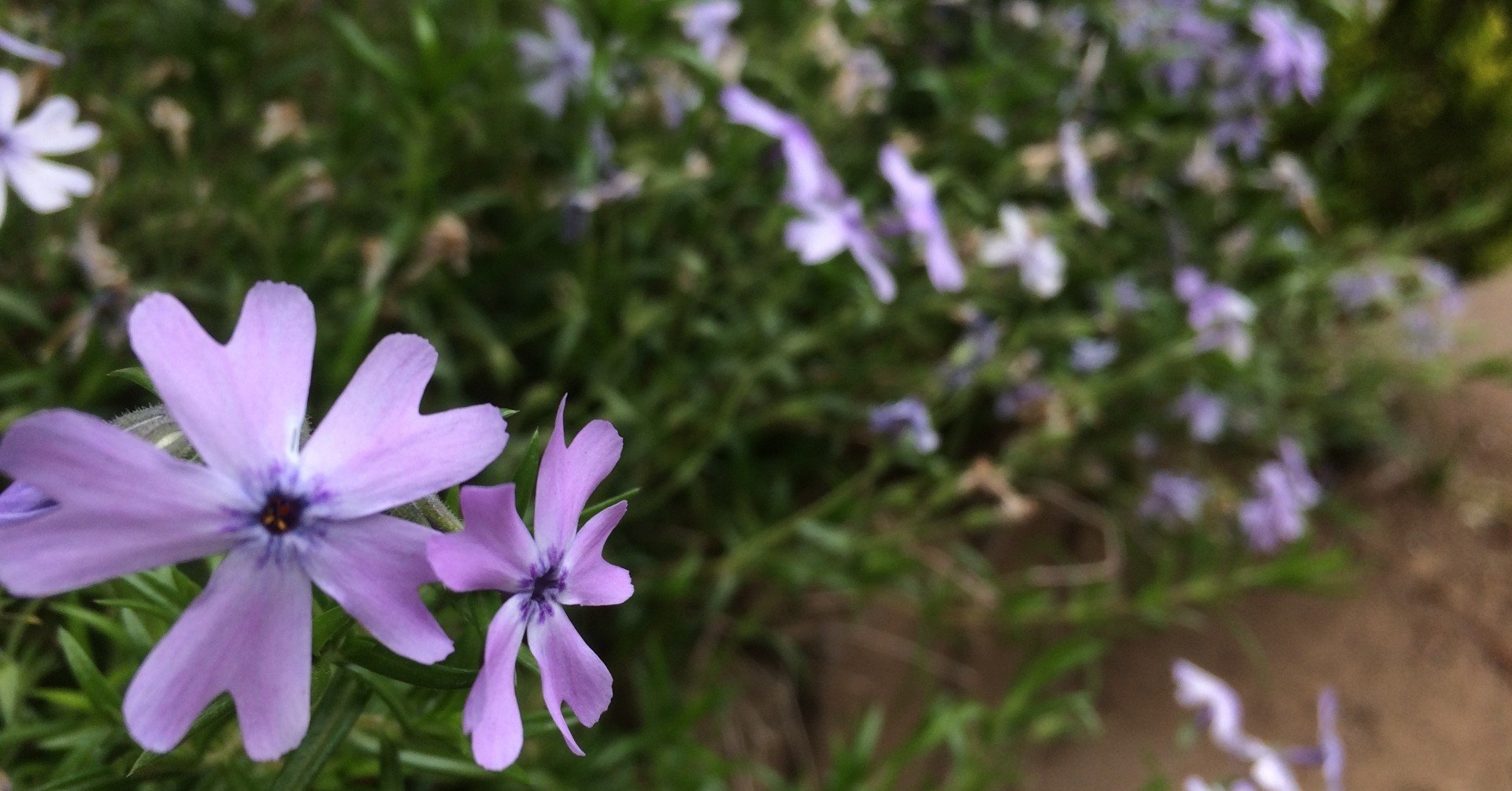 置かれた場所で咲きなさい は 決して その場所で我慢しなさい ではないんですよ 島田正樹 公務員ポートフォリオワーカー Note 置かれた場所で咲きなさい は 決して その場所で我慢しなさい ではないんですよ 島田正樹 公務員ポートフォリオワーカー Note