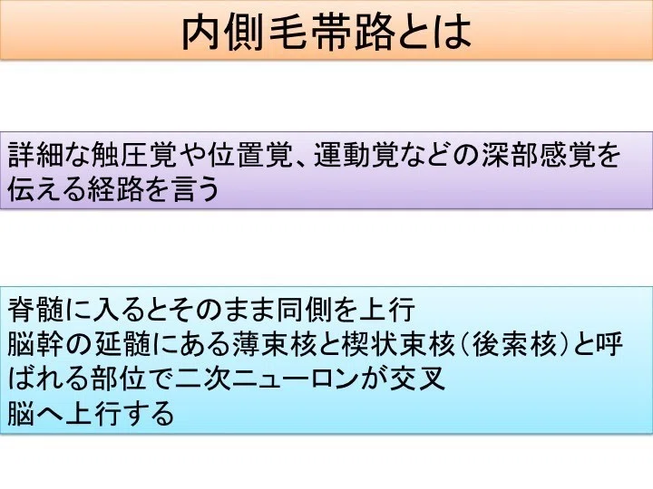 足底の感覚器 白須達也 Tatsuya Shirasu 理学療法士 アスレティックトレーナー Note