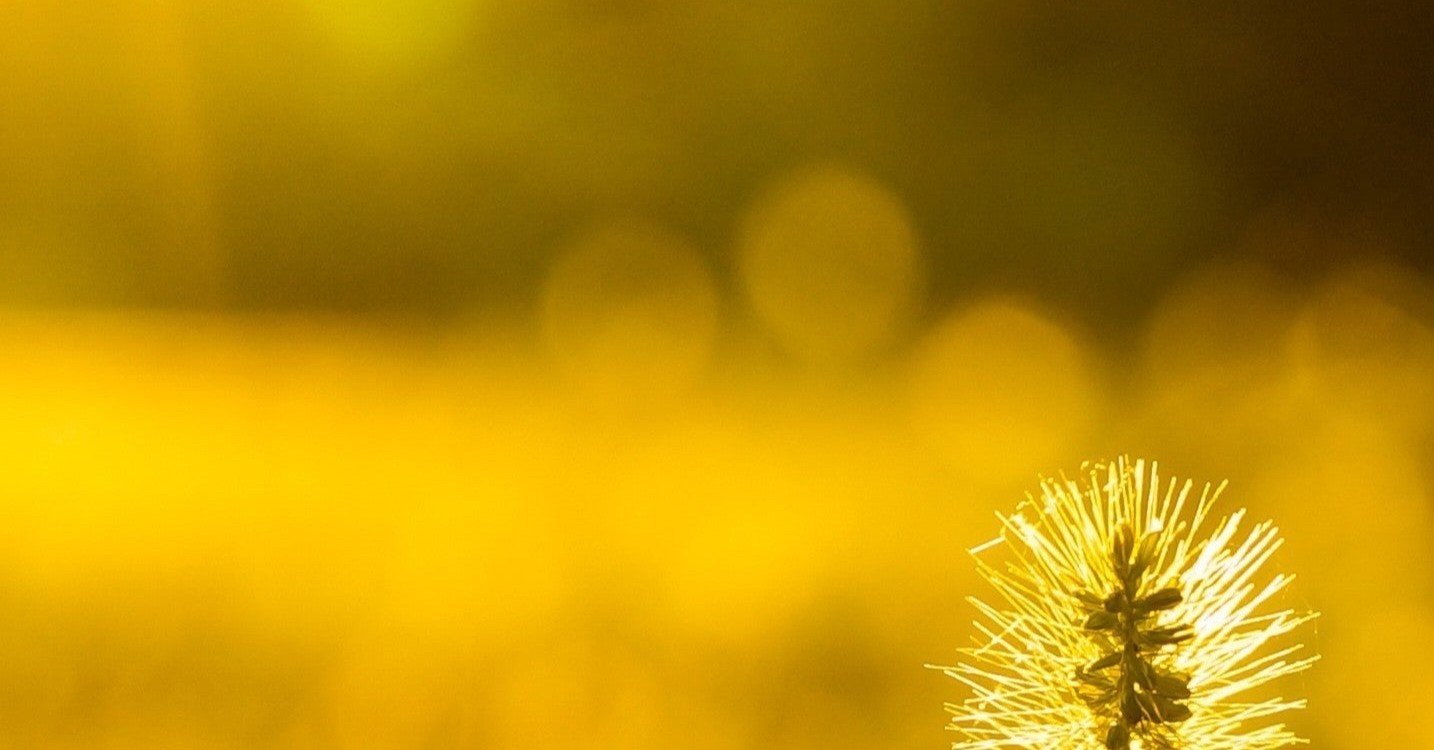 あなたは 絶対少年 というアニメを覚えていますか 蟹と Note