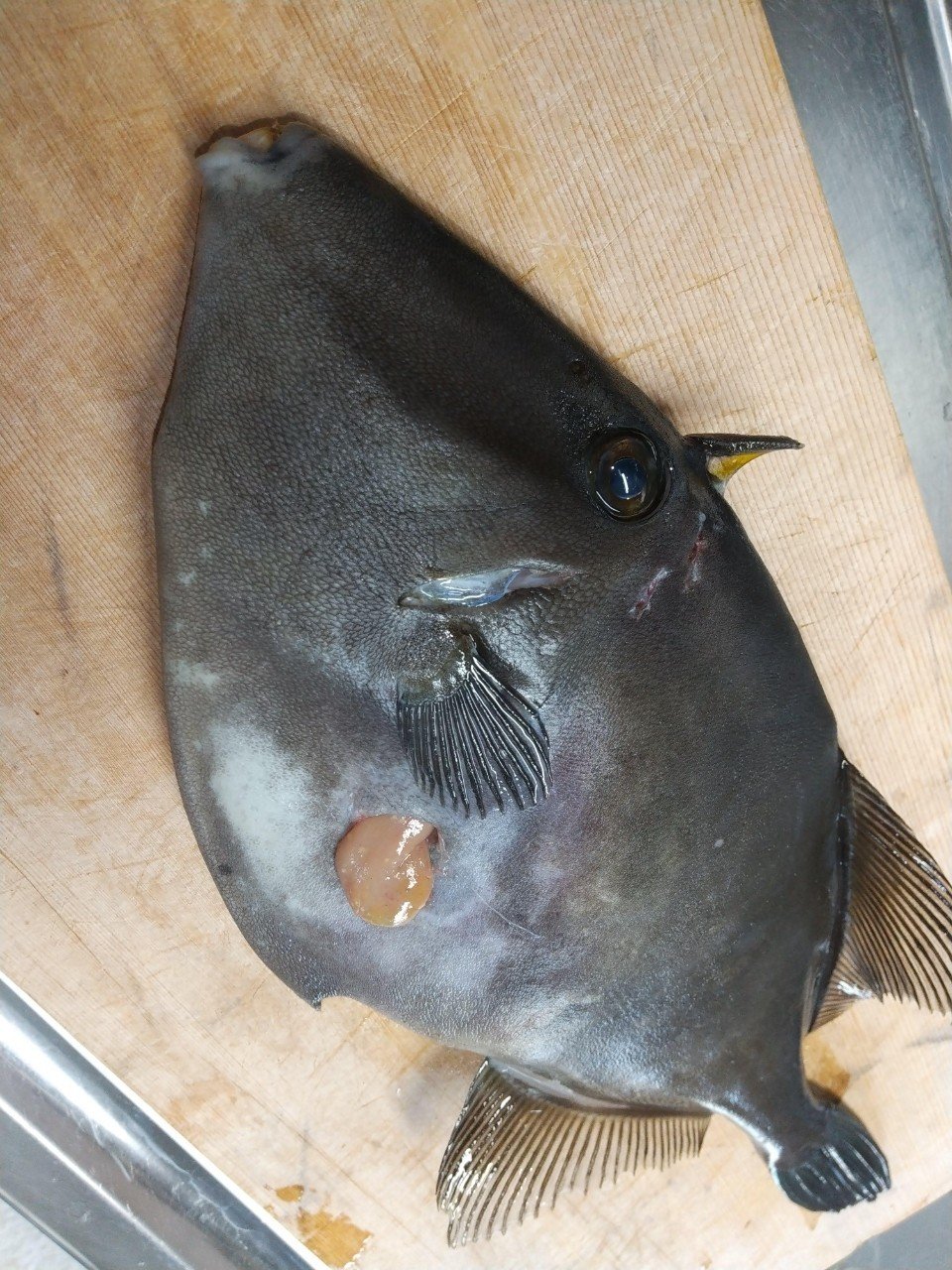 ウマヅラハギをモリで突いた しまこ Note ウマヅラハギをモリで突いた しまこ Note