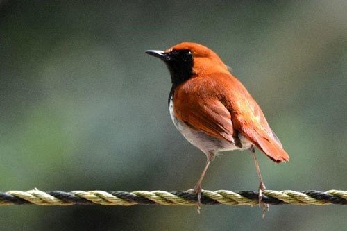 第1238回 赤い鳥と青い鳥 ⑴｜翆野 大地