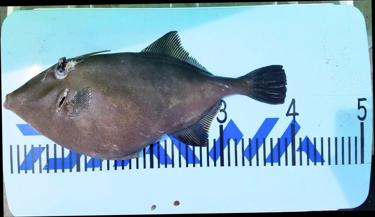 ウマヅラハギをモリで突いた しまこ Note ウマヅラハギをモリで突いた しまこ Note