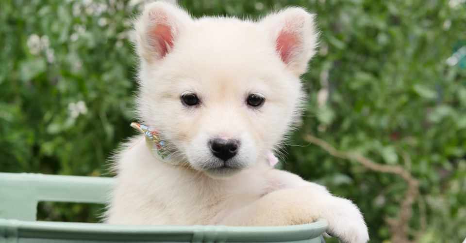 ポケモン剣盾 エーフィの育成論と対策 タスキ型 壁張り型 タヌト Note