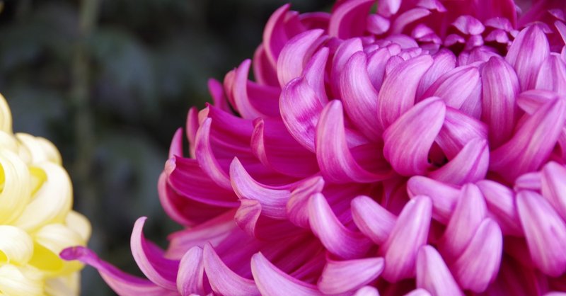 ピンクの菊の花言葉は甘い夢 の新着タグ記事一覧 Note つくる つながる とどける
