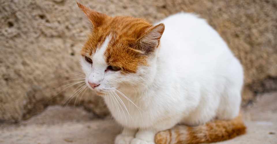 脚本 小説の書き方 キャラクター設定について スーミー Note