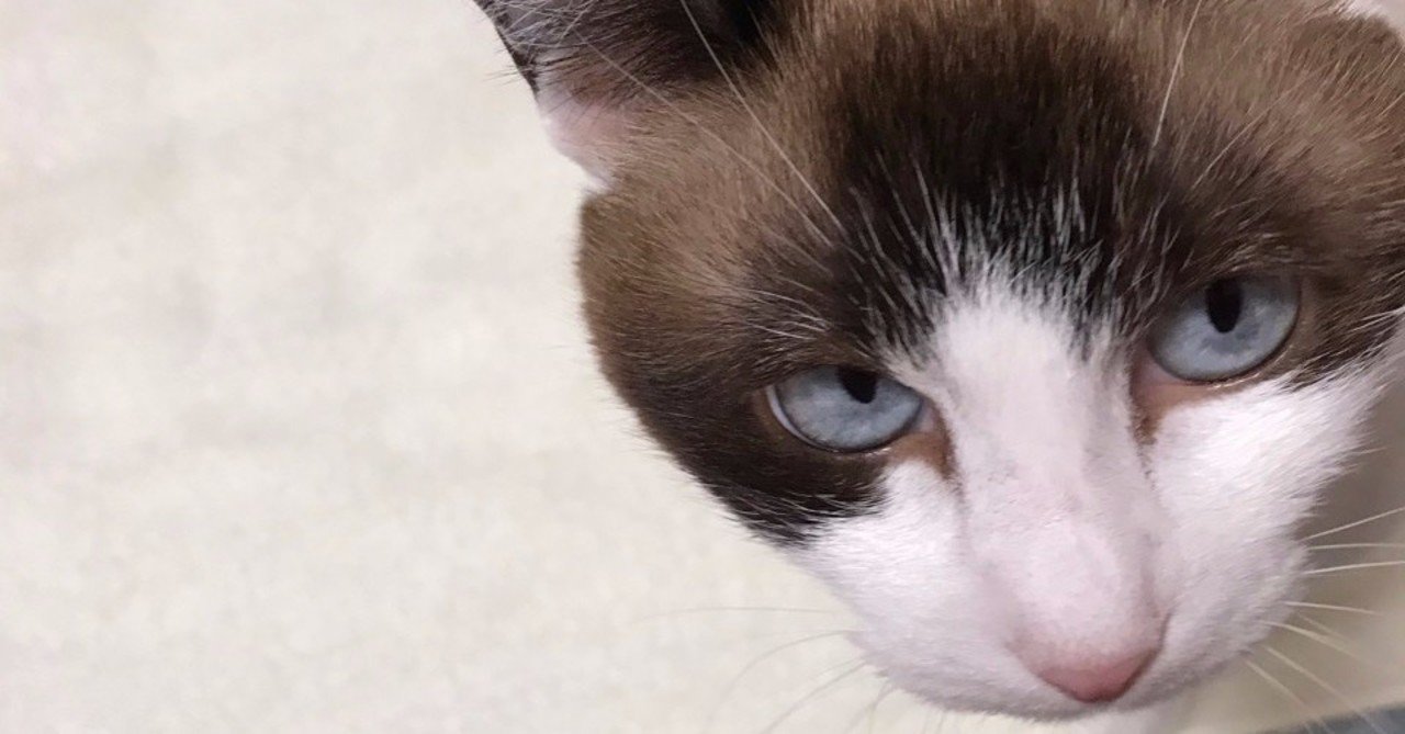 最近好きな猫マンガ 犬含む 矢崎存美 Note