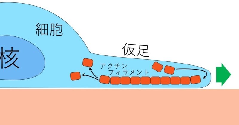 アクチンフィラメントは僕たちの細胞を動かすエンジン はなさん 生物のしくみを解説 Note