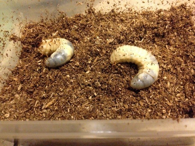 子供とカブトムシを育ててみたら驚愕の結末だった マツウラケイスケ Note 子供とカブトムシを育ててみたら驚愕の結末だった マツウラケイスケ Note